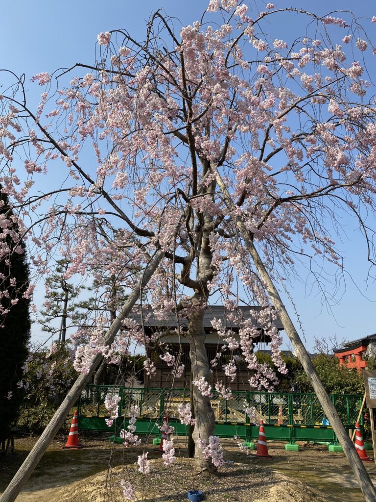 瑞龍寺入口の桜