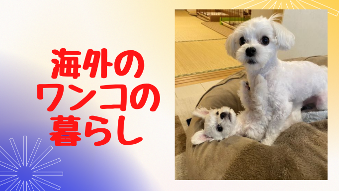 市場 犬無駄吠え防止 全自動 ペットトレーニング 防水 5 しつけ首輪 犬躾 愛犬むだぼえ防止グッズ 一体化 安全有効 段階感度調整